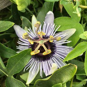 Meet your Posher, Ruth